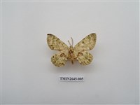 藏品(尺蛾174)的圖片